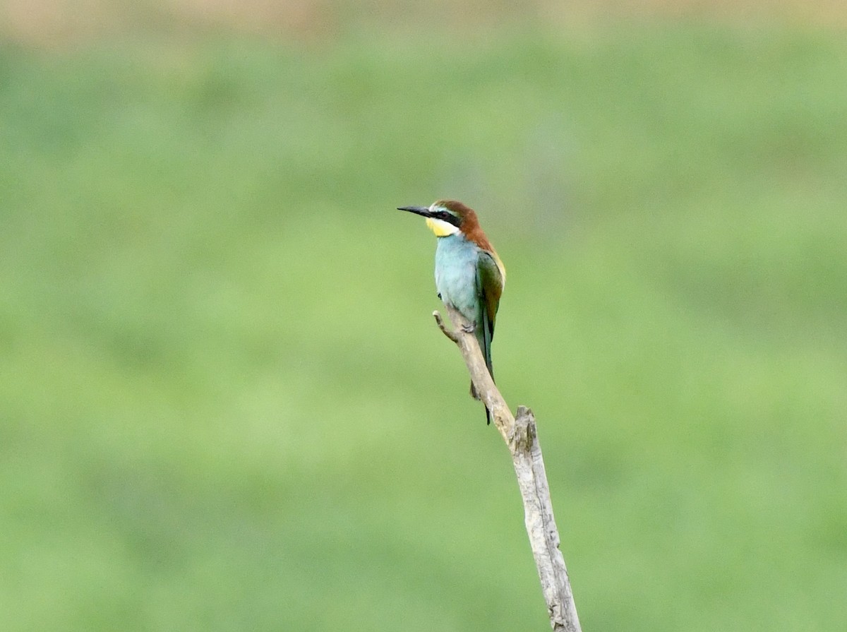 European Bee-eater - ML620798093