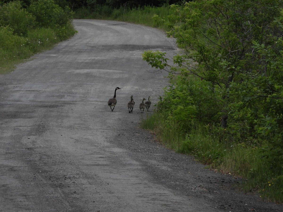 Canada Goose - Anonymous