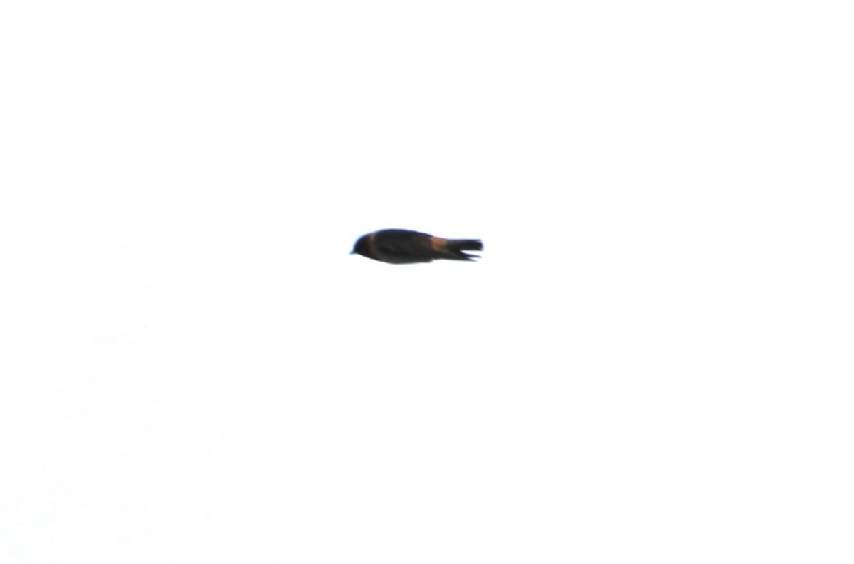 Cliff Swallow - ML620798100