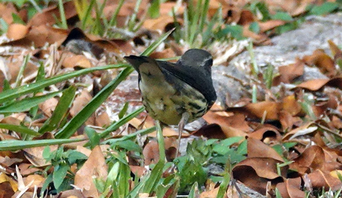 Northern Waterthrush - ML620798103