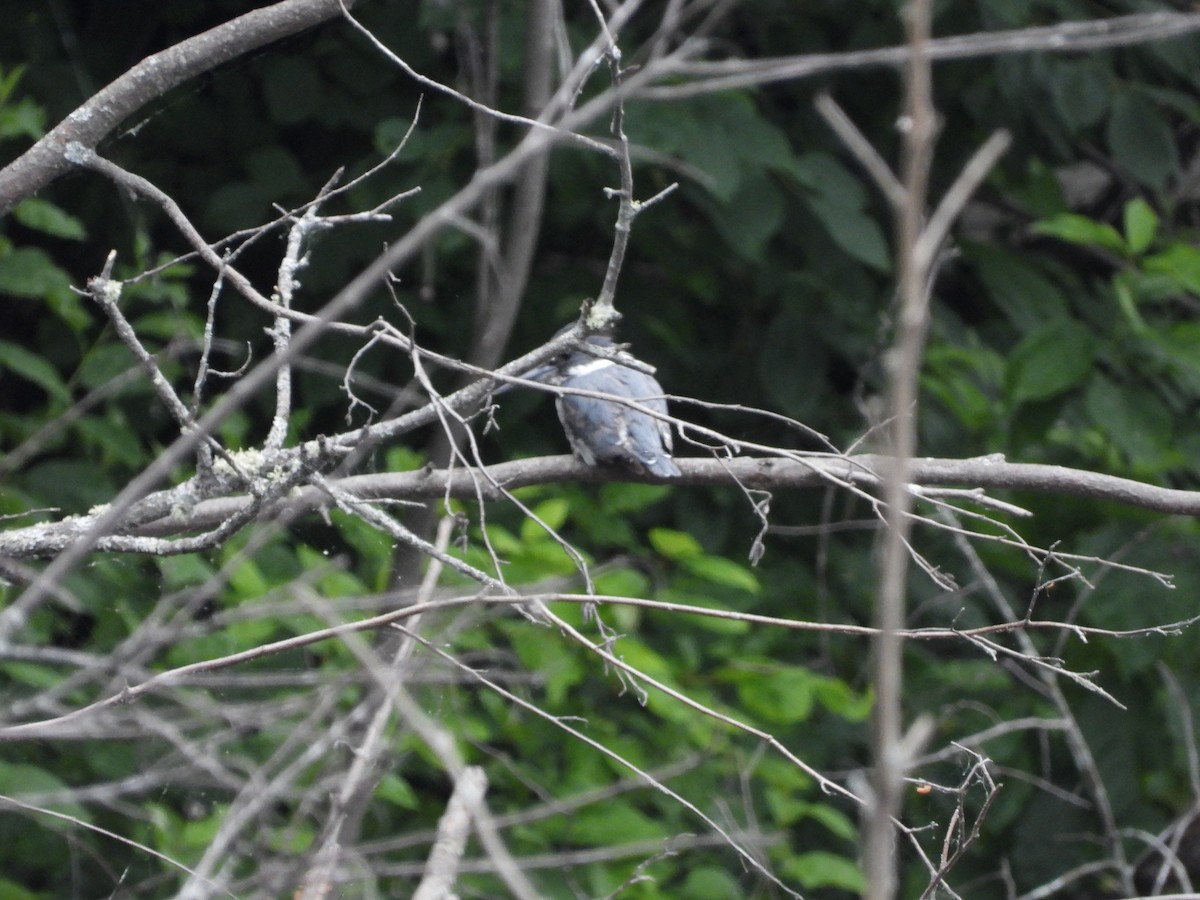 Belted Kingfisher - ML620798107