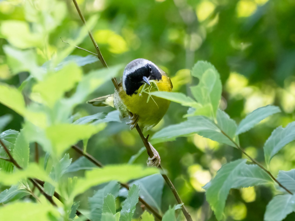 Common Yellowthroat - ML620798114