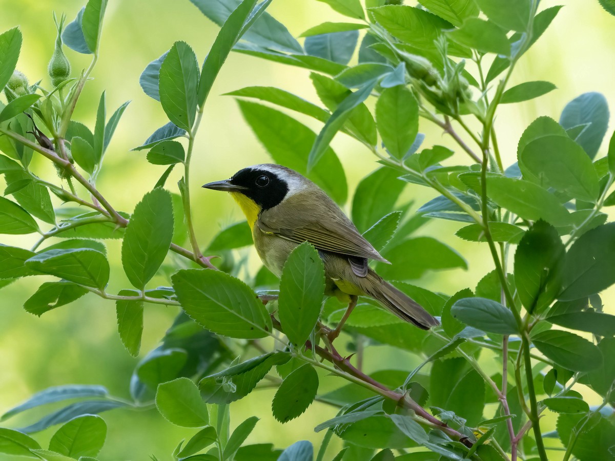 Paruline masquée - ML620798115