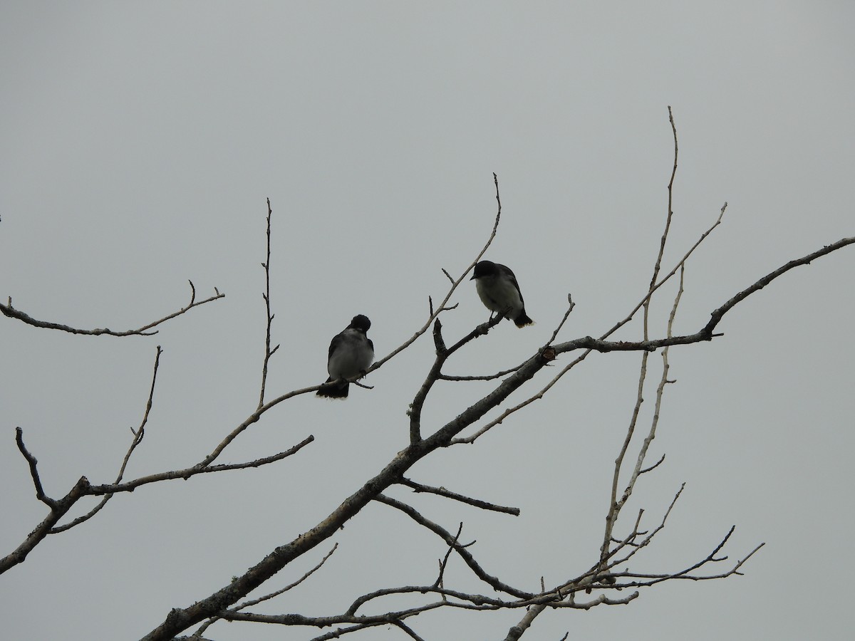 Eastern Kingbird - ML620798119