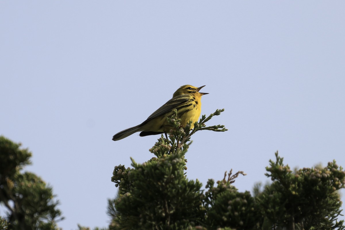 Prairie Warbler - ML620798120