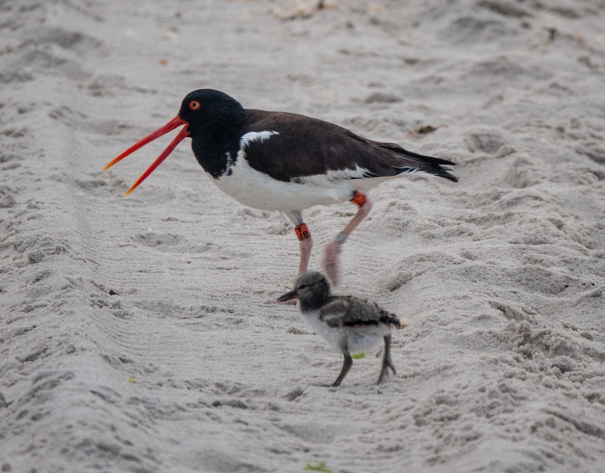 American Oystercatcher - ML620798121