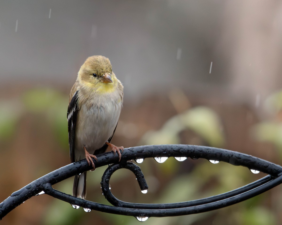 American Goldfinch - ML620798124