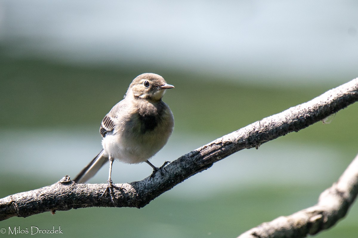 White Wagtail - ML620798133