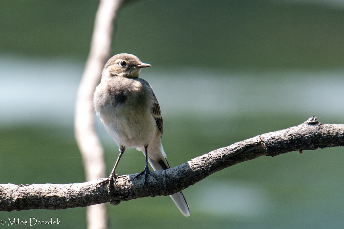 White Wagtail - ML620798134