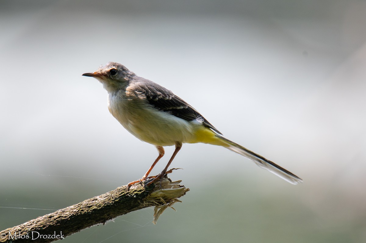 Gray Wagtail - ML620798143