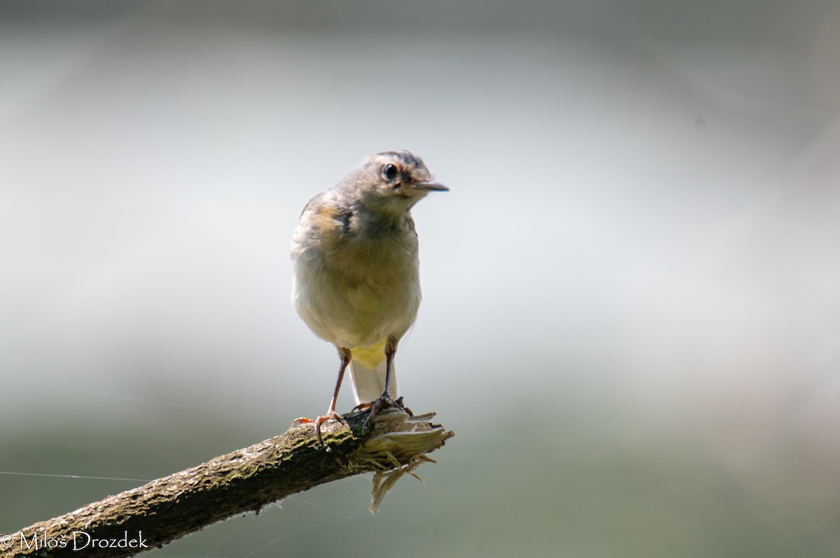 Gray Wagtail - Miloš Drozdek