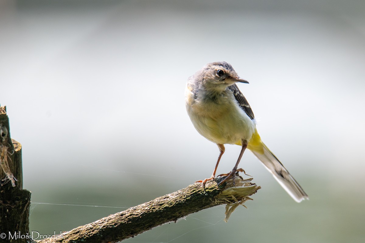 Gray Wagtail - ML620798145