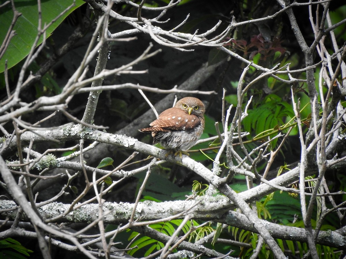 Ferruginous Pygmy-Owl - ML620798146