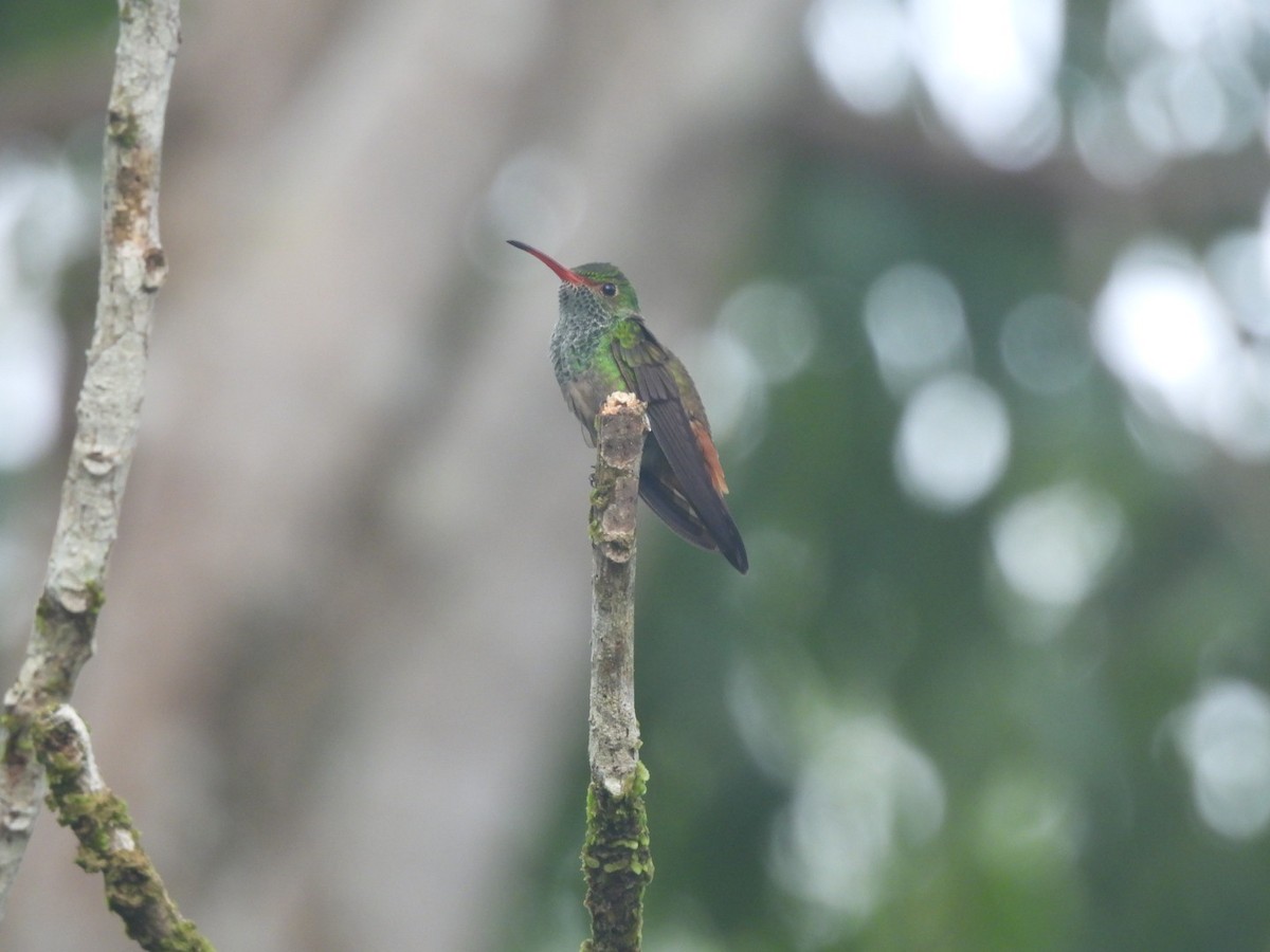 Rufous-tailed Hummingbird - ML620798149