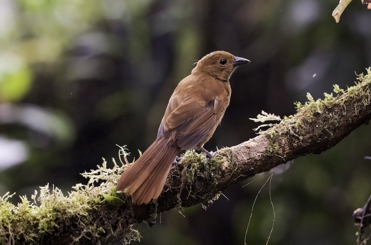 White-lined Tanager - ML620798150