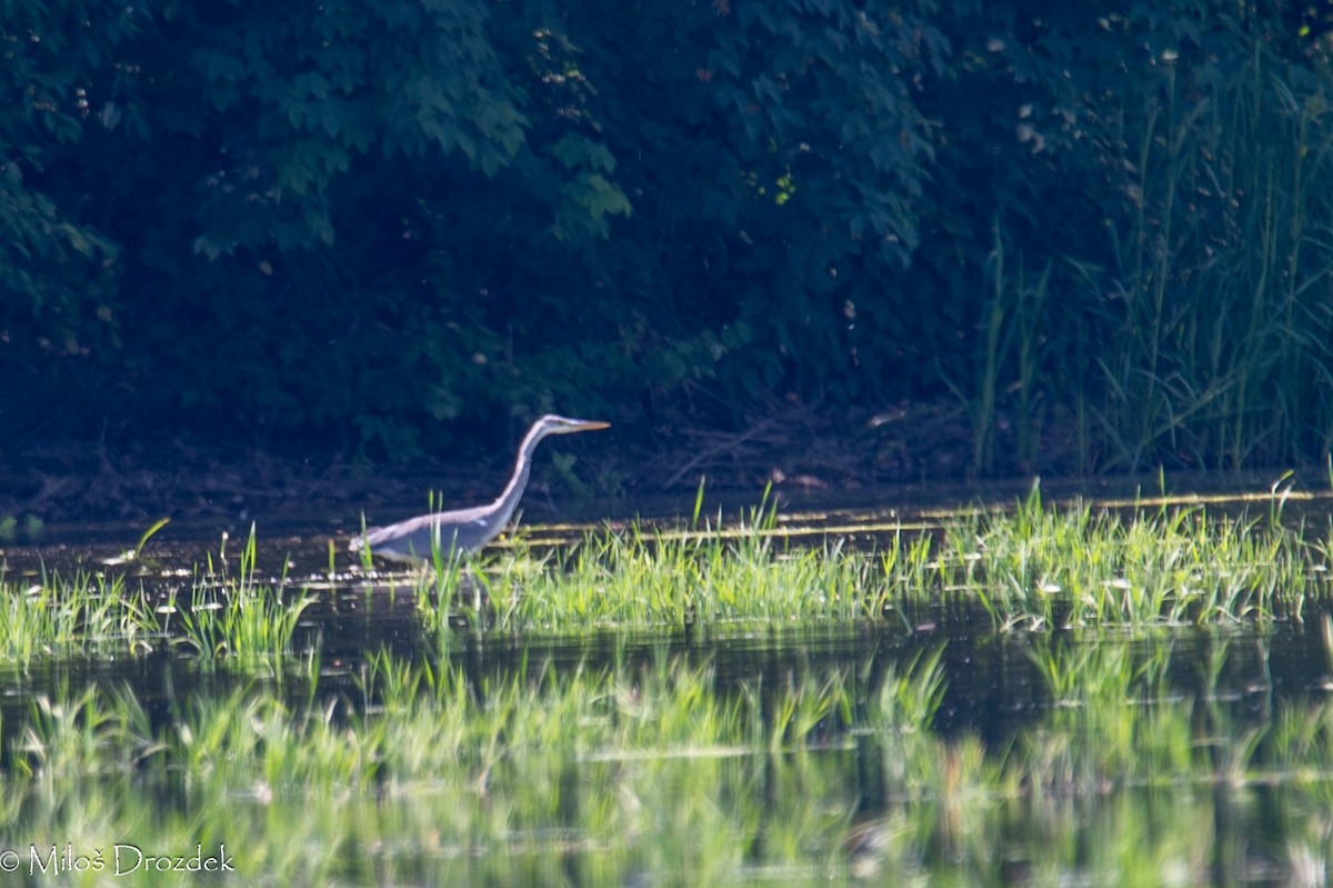 Gray Heron - ML620798152