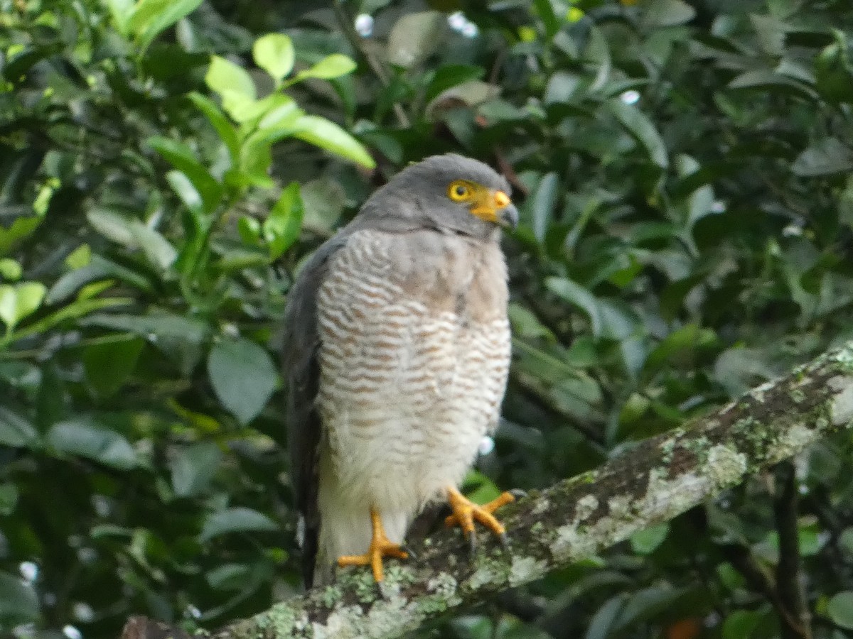 Roadside Hawk - ML620798153