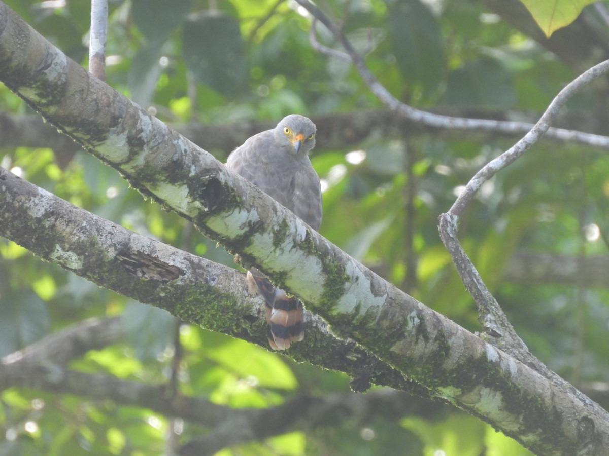 Roadside Hawk - ML620798159