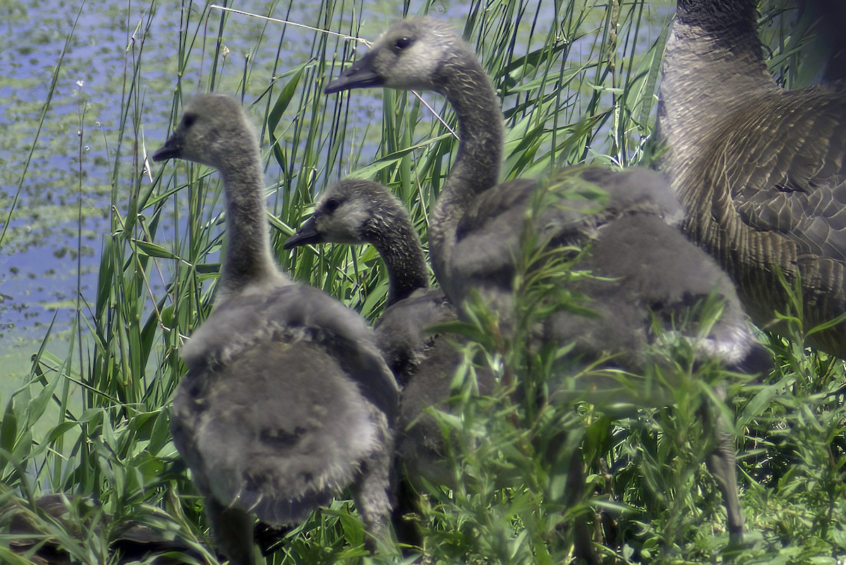 Canada Goose - ML620798165