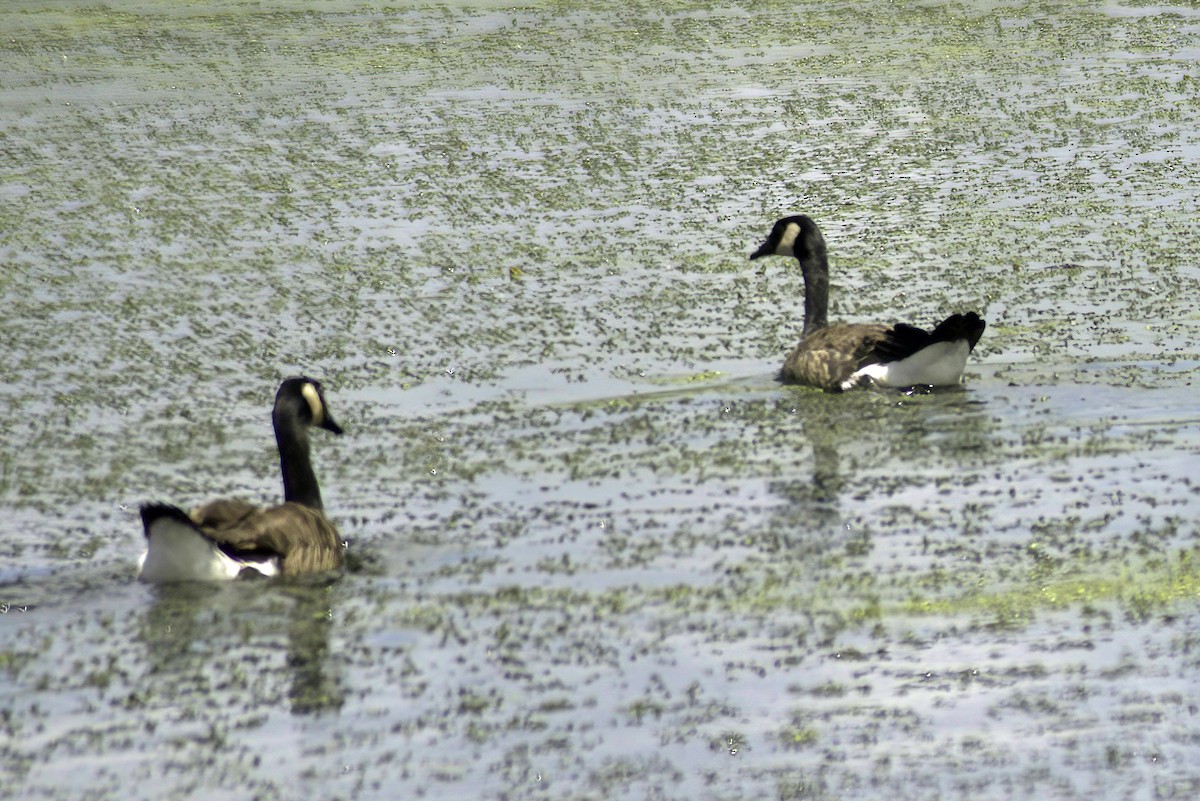 Canada Goose - ML620798170