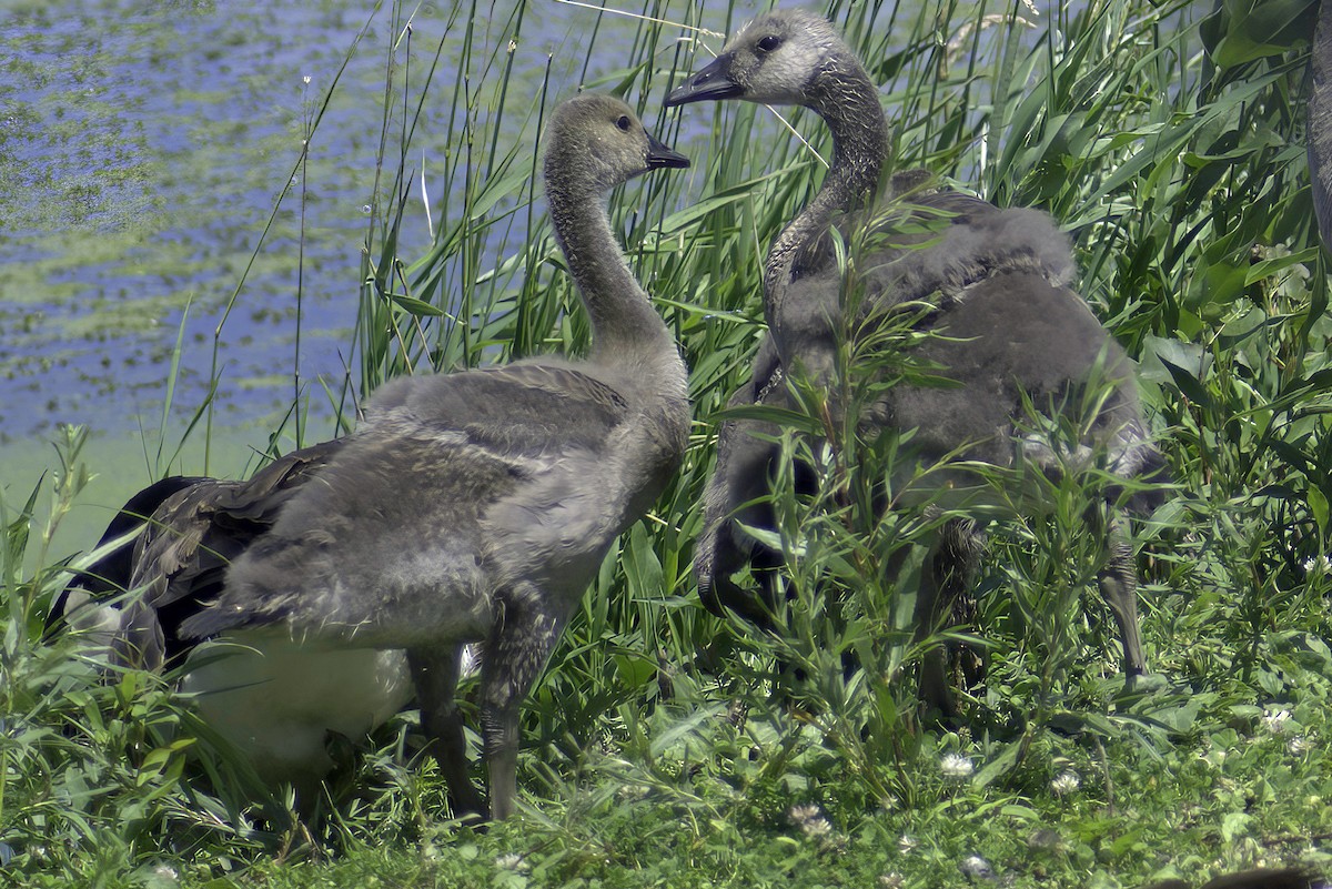 Canada Goose - ML620798171