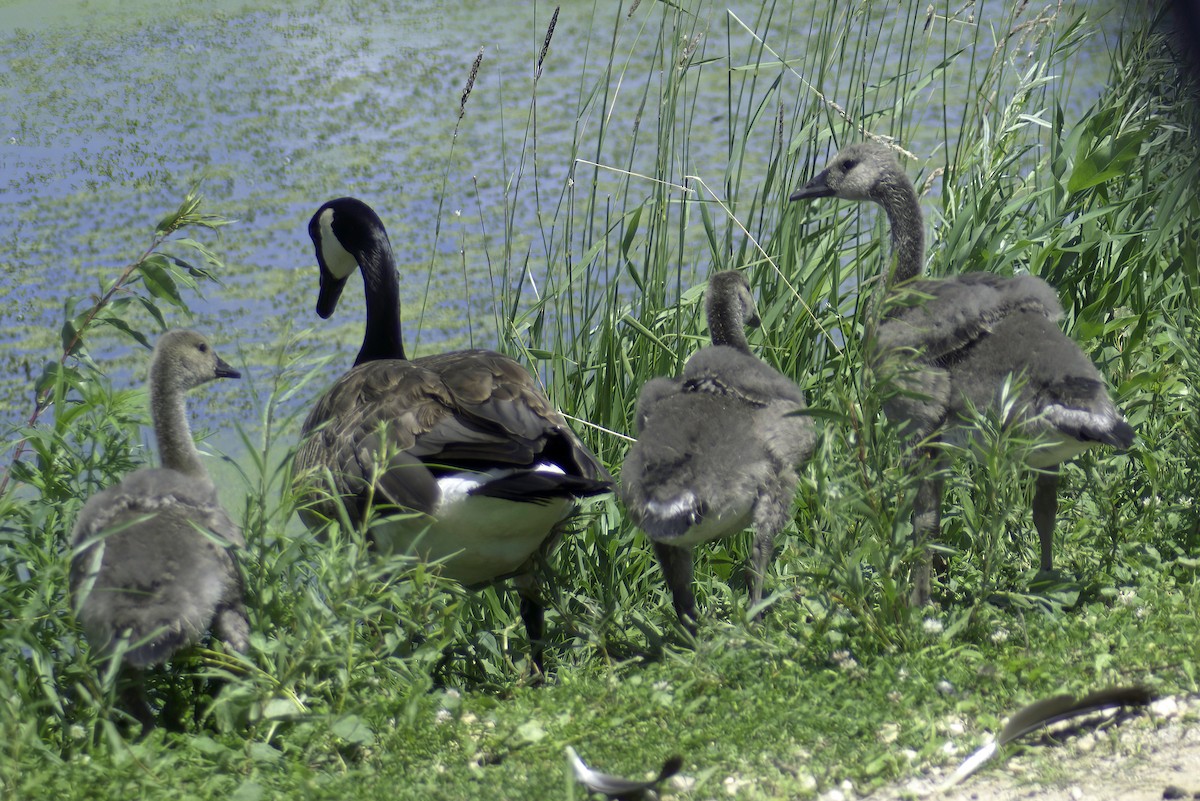 Canada Goose - ML620798173