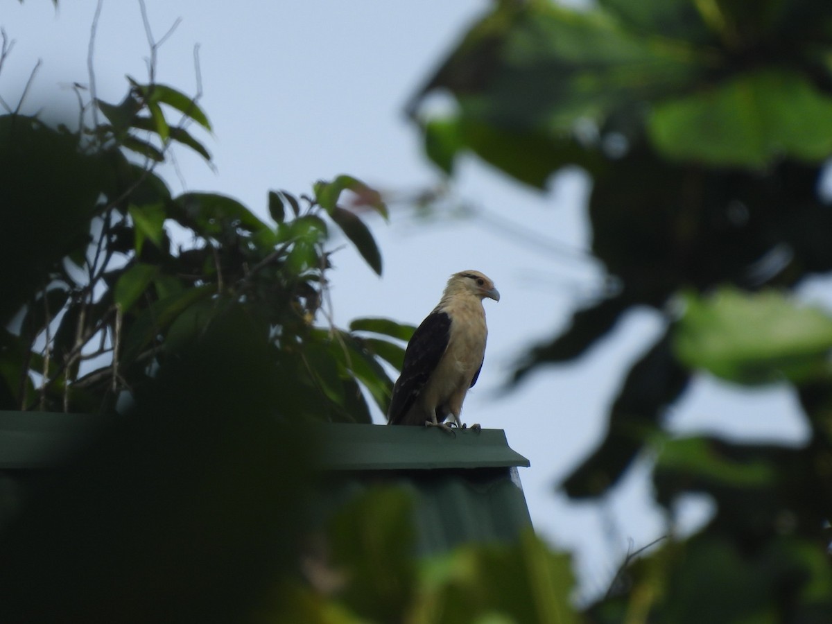 Caracara Chimachima - ML620798179