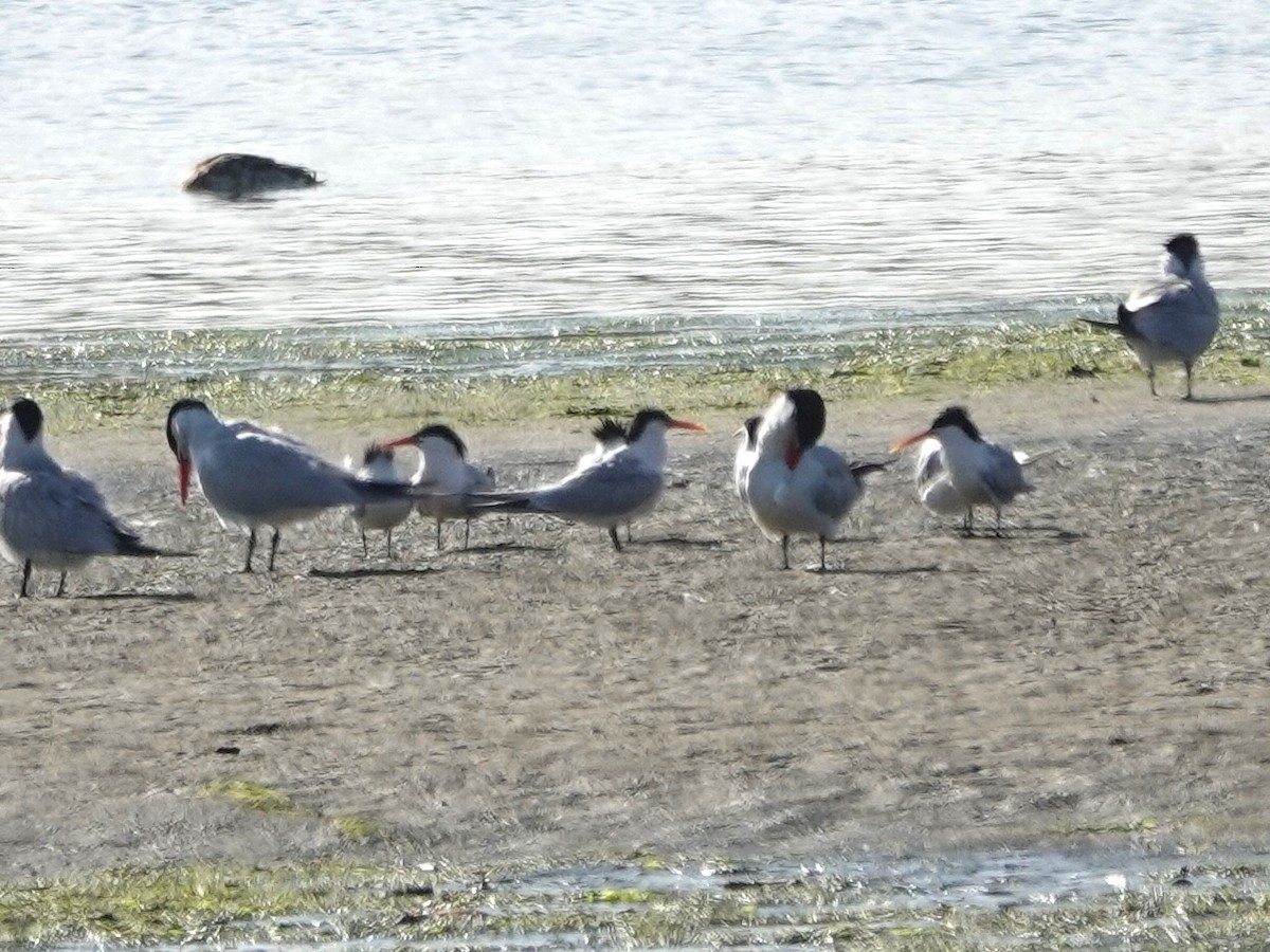 Elegant Tern - ML620798185