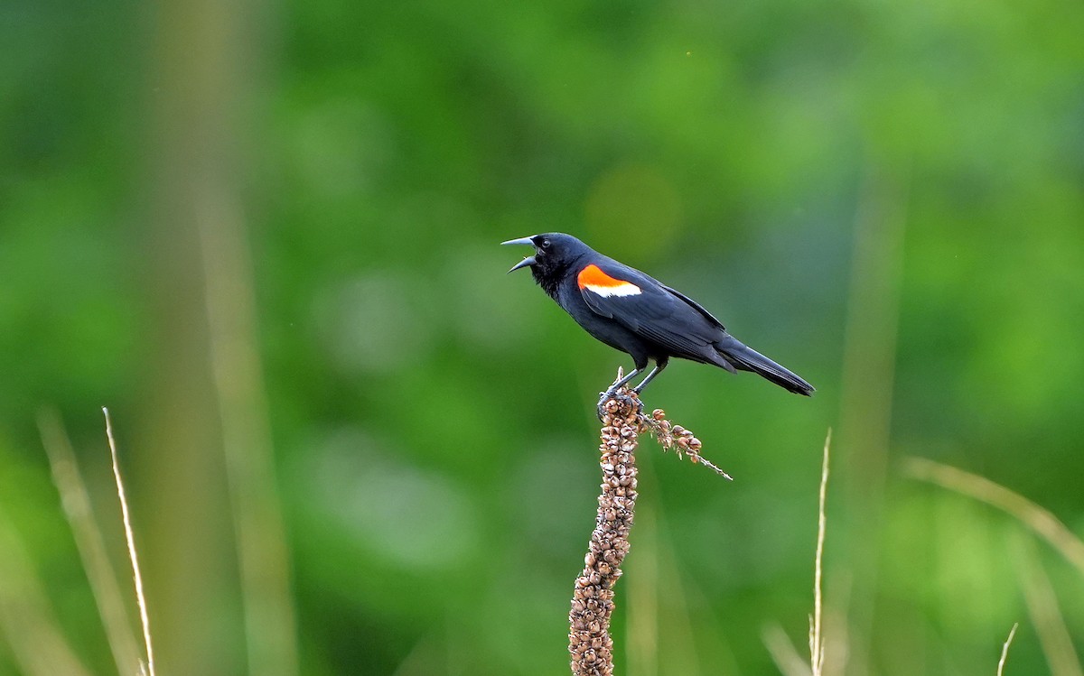 Red-winged Blackbird - Anonymous