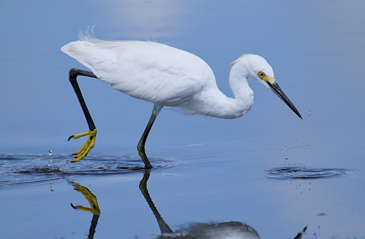 Snowy Egret - ML620798195