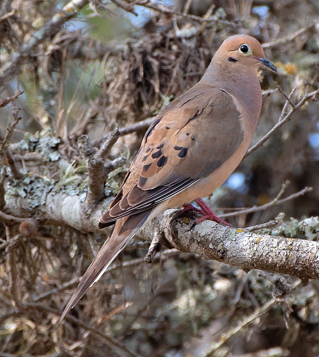 Mourning Dove - Kenneth Butler