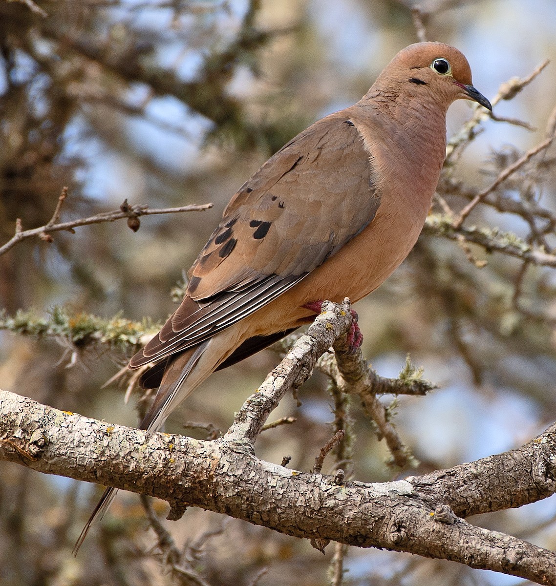 Mourning Dove - ML620798198