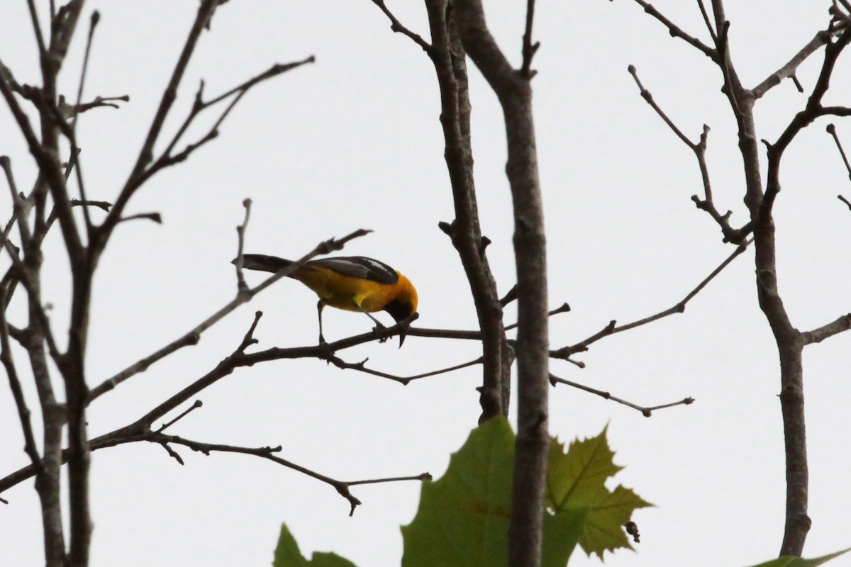 Hooded Oriole - ML620798202