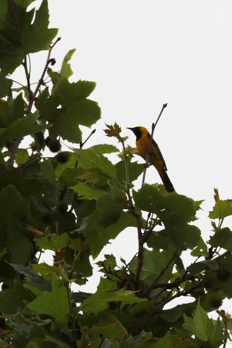 Hooded Oriole - ML620798203