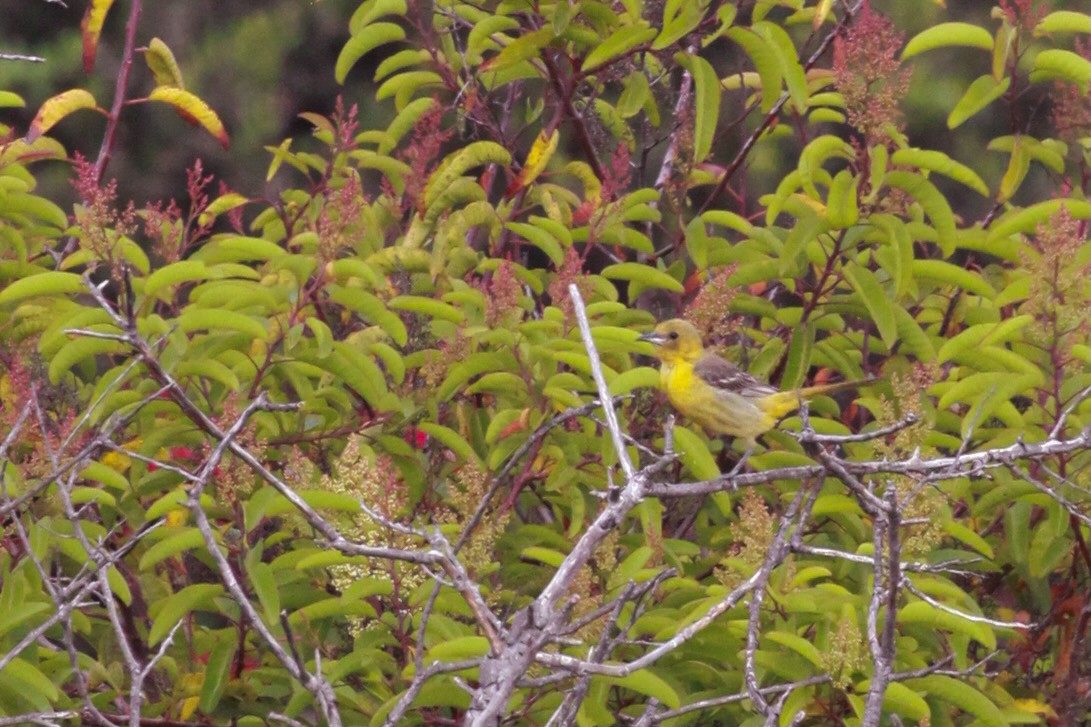 Hooded Oriole - ML620798204