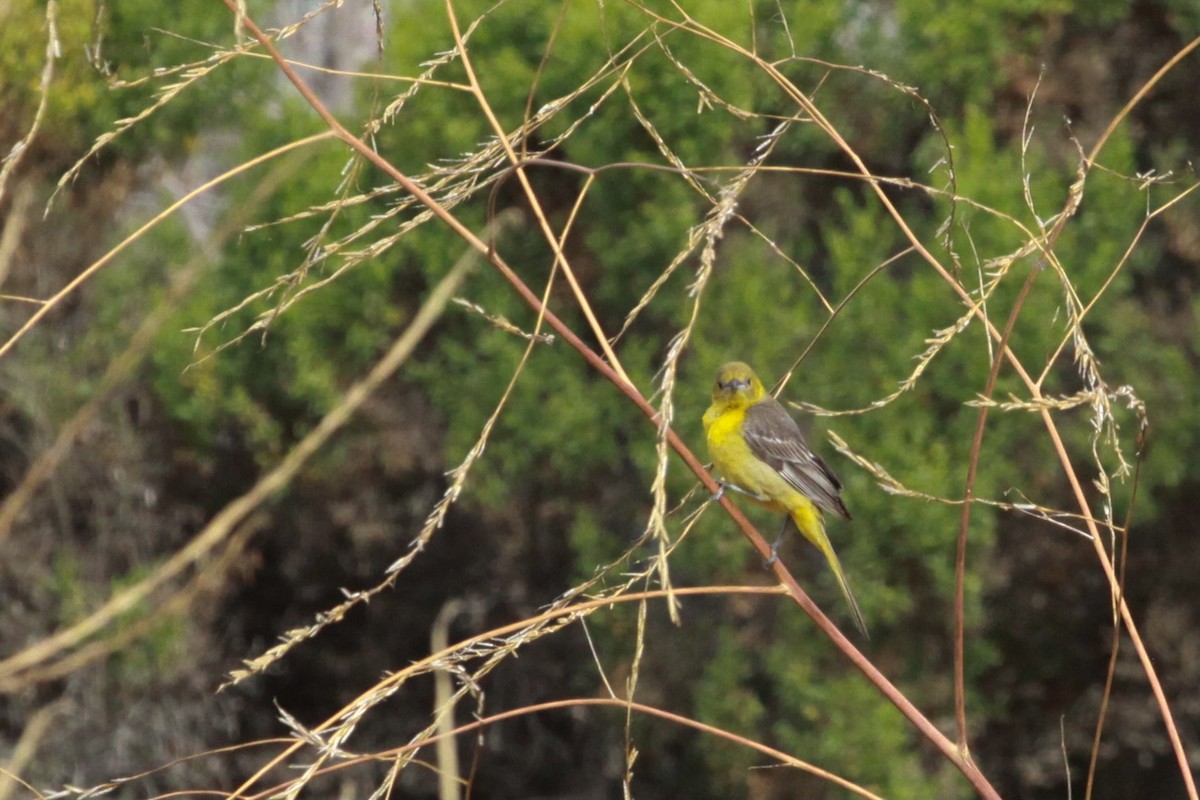 Hooded Oriole - ML620798205