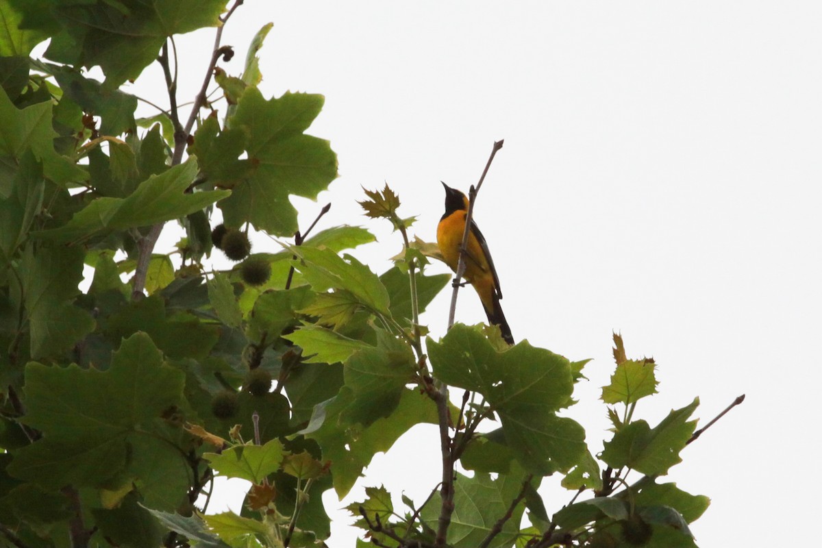 Hooded Oriole - ML620798206