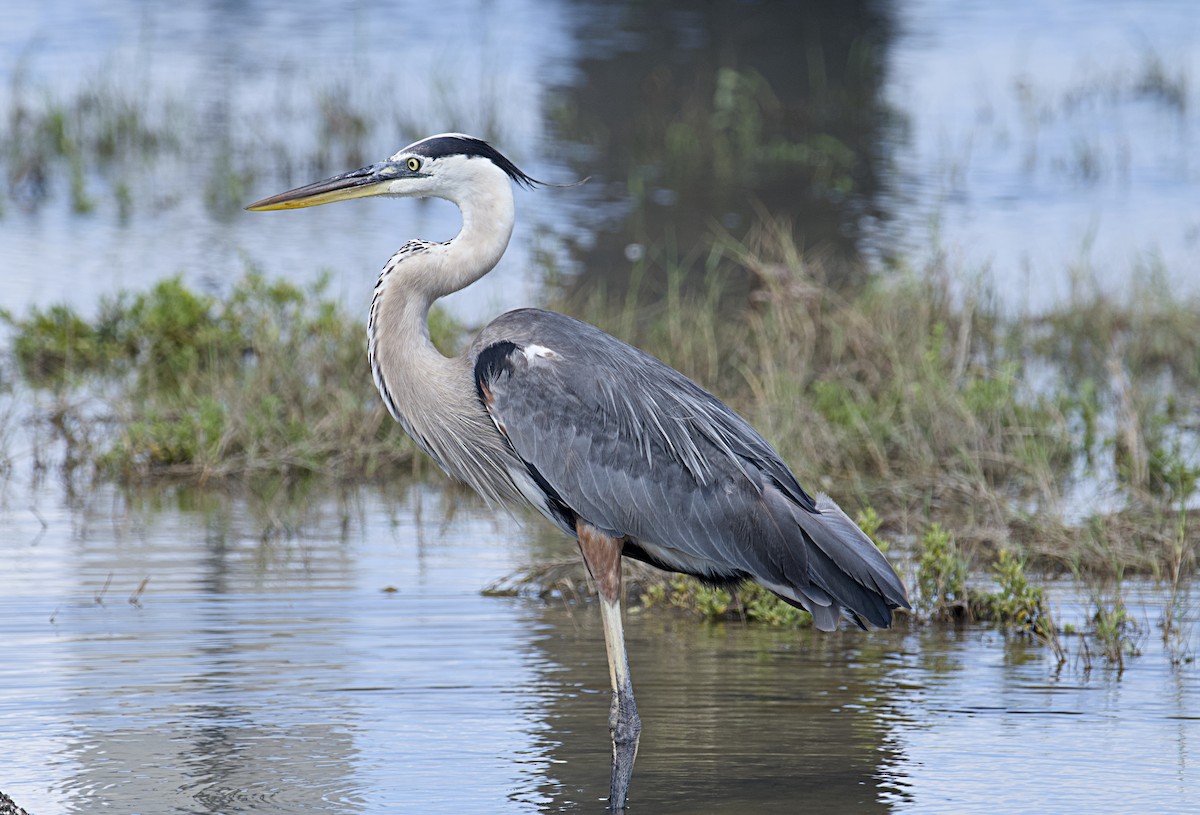 Great Blue Heron - ML620798209