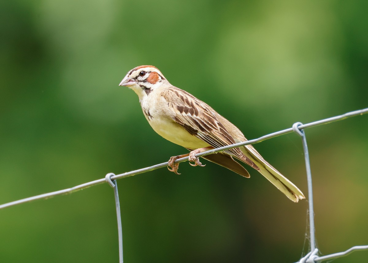 Lark Sparrow - ML620798212