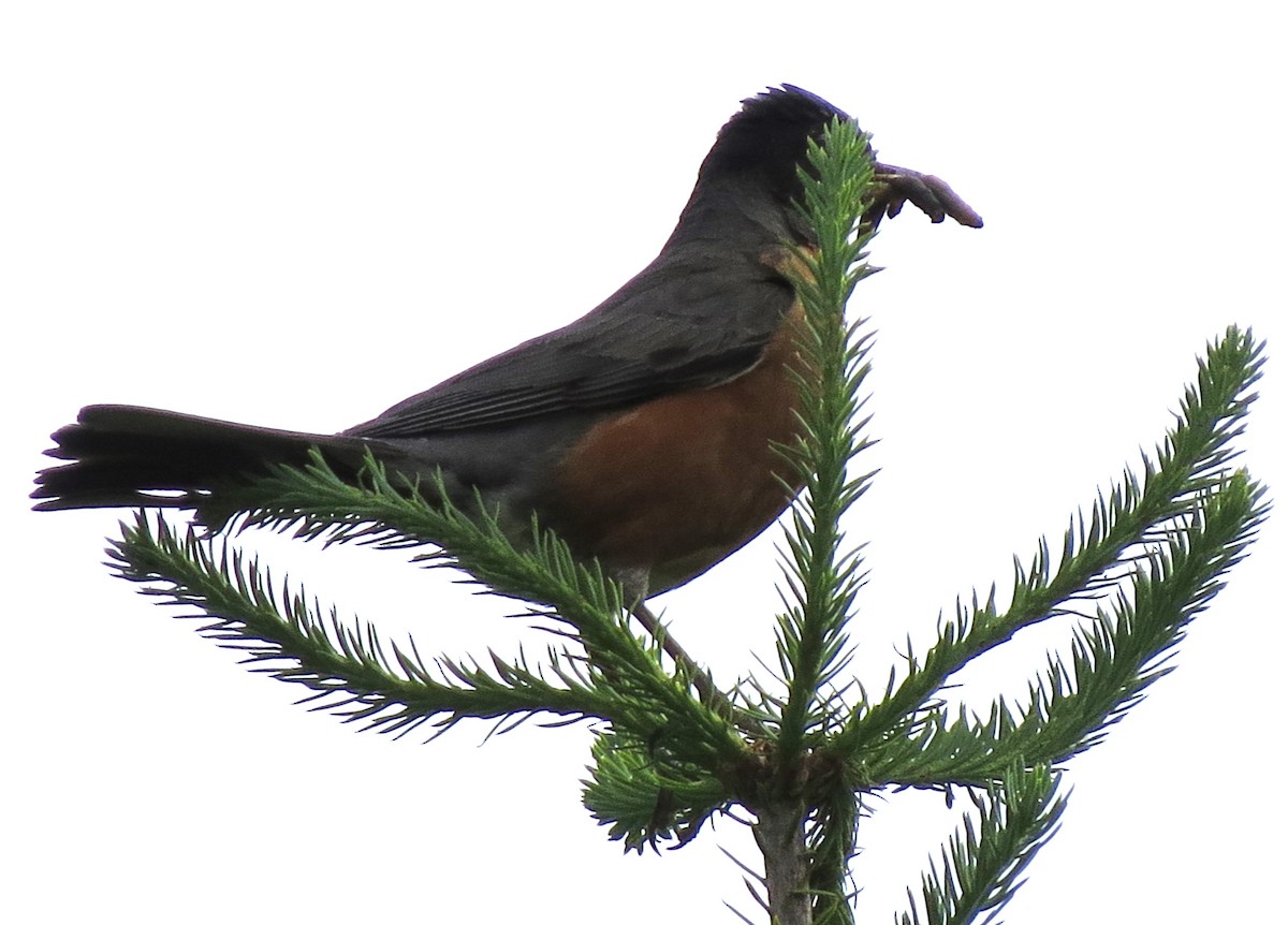 American Robin - ML620798216