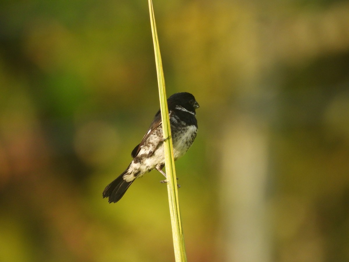 Variable Seedeater - Ariel Potter