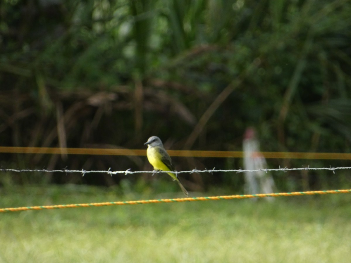 Tropical Kingbird - ML620798223