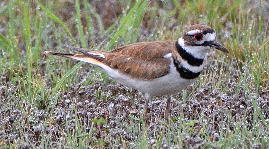 Killdeer - ML620798225