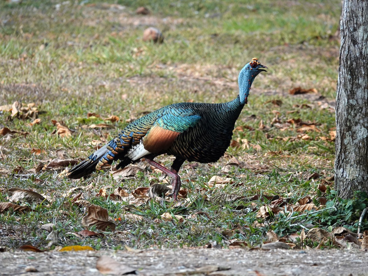 Ocellated Turkey - ML620798226