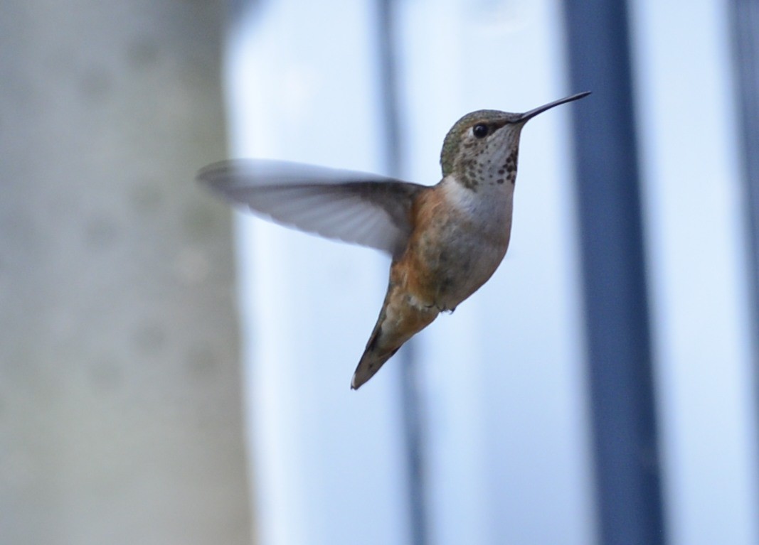 Rufous Hummingbird - ML620798228