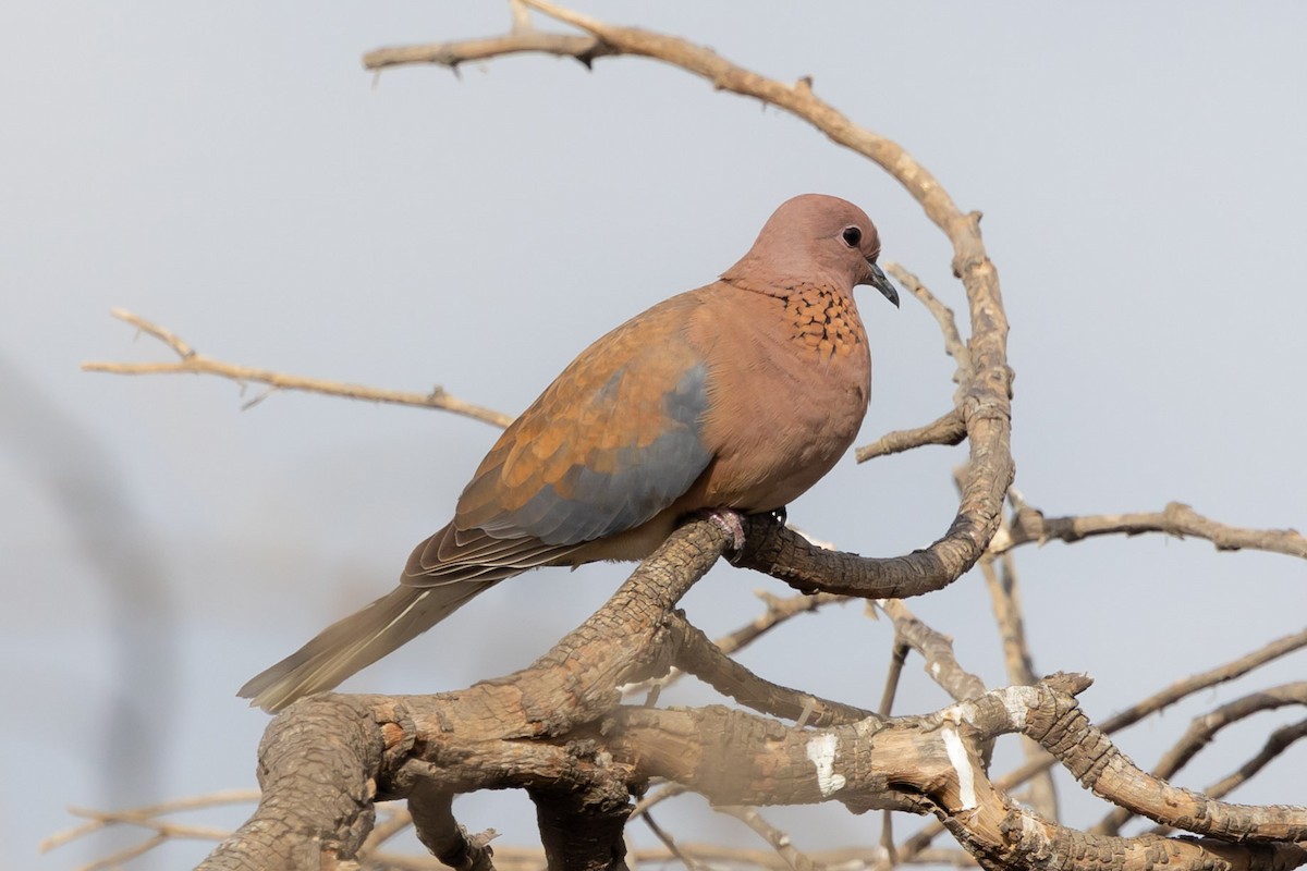 Laughing Dove - ML620798232