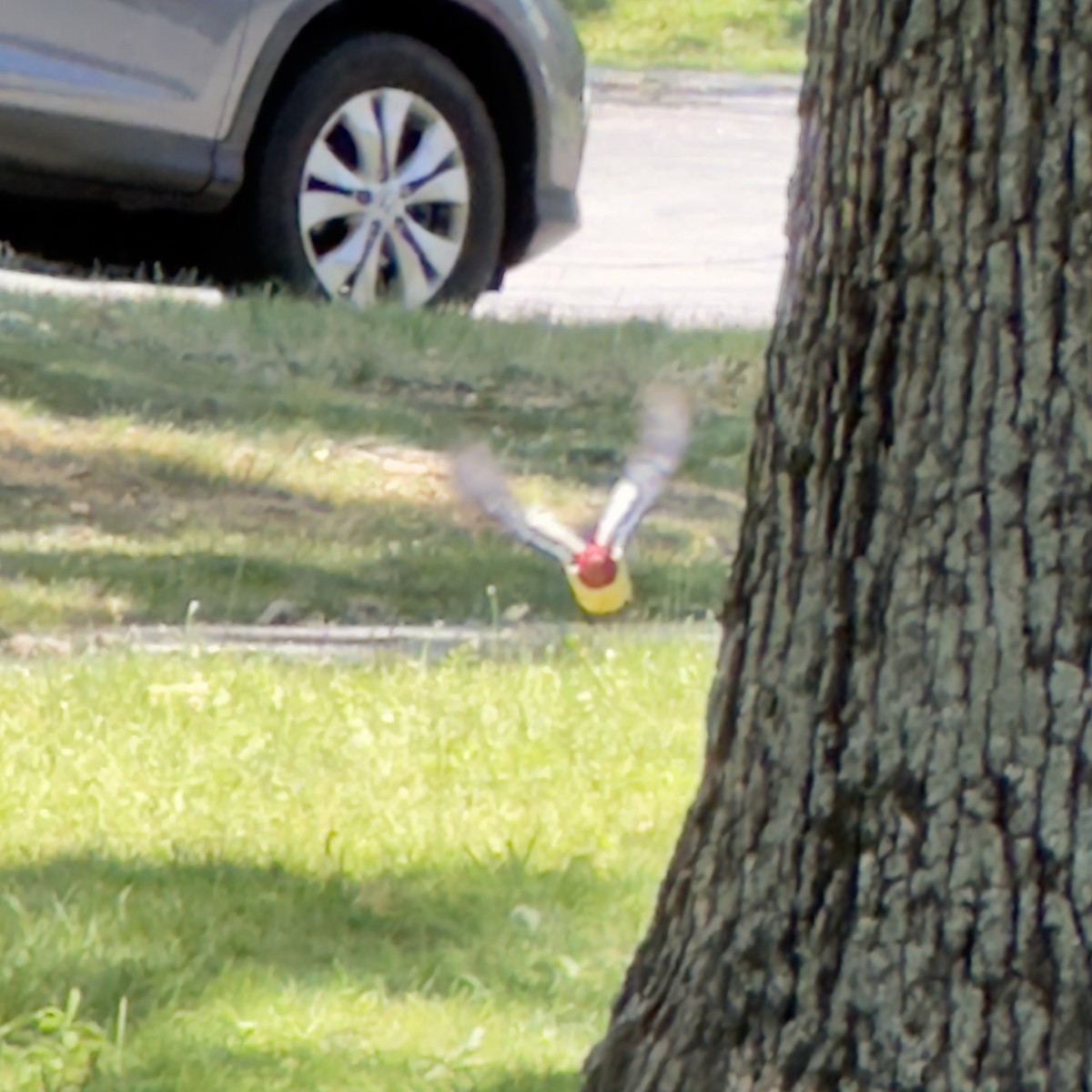 Red-headed Woodpecker - ML620798235