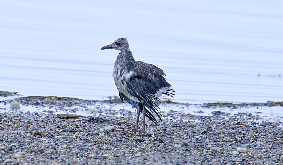 Mouette atricille - ML620798236