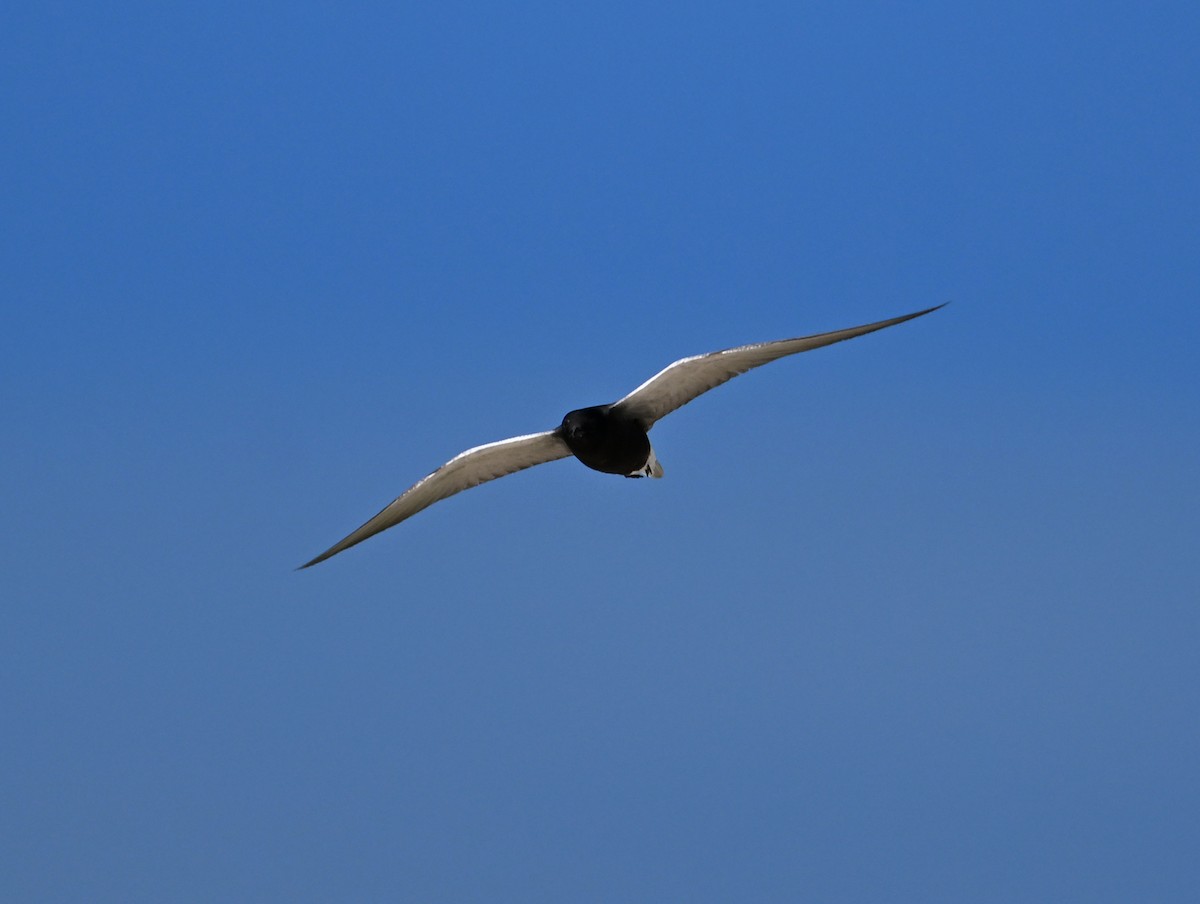 Black Tern (American) - ML620798238