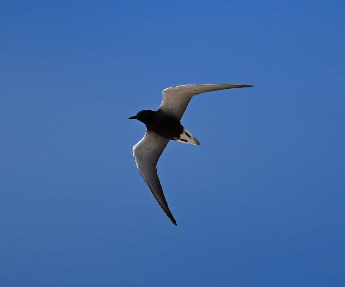 Black Tern (American) - ML620798239